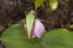 Pink lady's slipper <BR>Moccasin flower